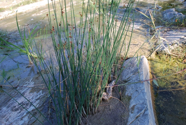 Giunco - no, Schoenoplectus cfr. lacustris